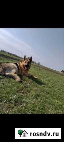 Собаки Октябрьское - изображение 1