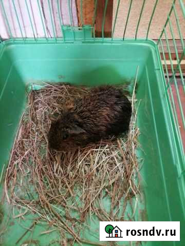 Морская свинка девочка Оренбург - изображение 1