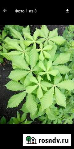 Конский каштан, рассада Самара - изображение 1