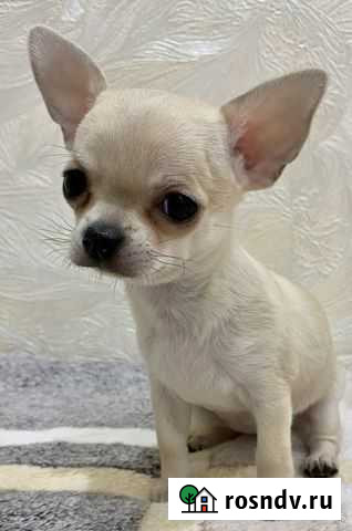 Чихуахуа девочка Сочи - изображение 1
