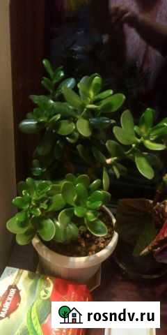 Денежное дерево толстянка Волгоград - изображение 1
