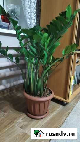 Замиокулькас Барнаул - изображение 1