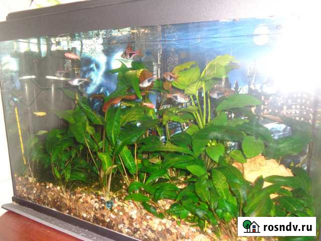 Чистка и уход за аквариумом Ярославль - изображение 1