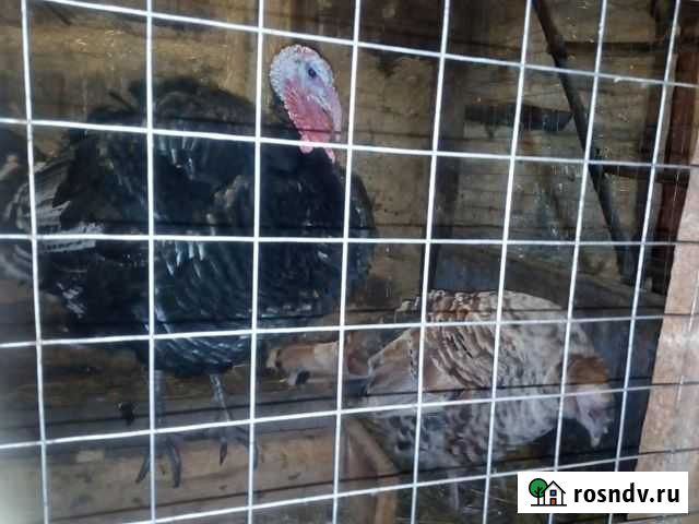 Индюки Тамбов - изображение 1