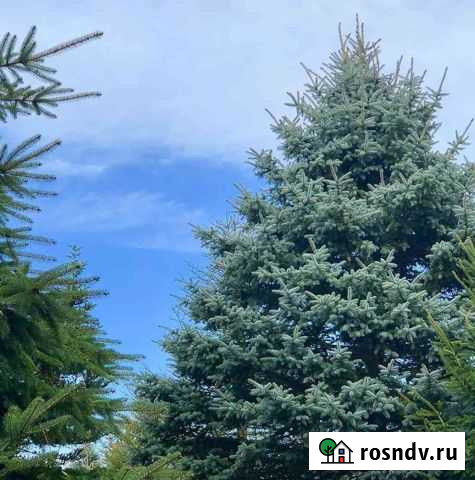 Пихта Новосибирск - изображение 1