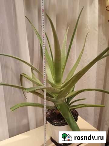 Цветок алоэ вера Дзержинск - изображение 1