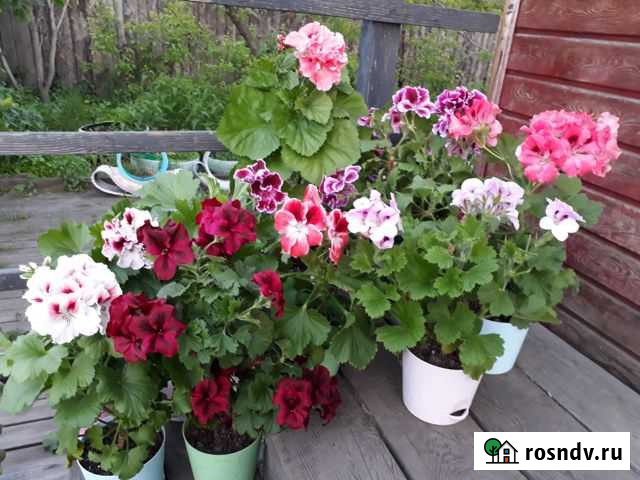 Пеларгонии королевские сортовые Иркутск - изображение 1