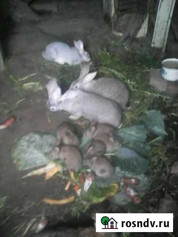 Кролики Ангарск - изображение 1