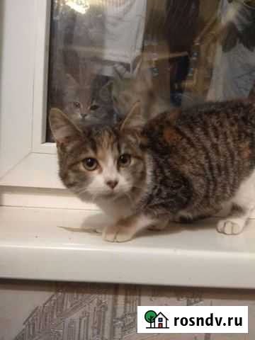 Котенок Крымск - изображение 1