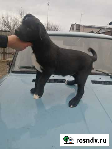 Щенок в дар Воронежская - изображение 1