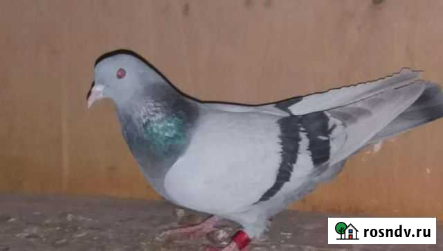 Бакинское голуби Моздок - изображение 1