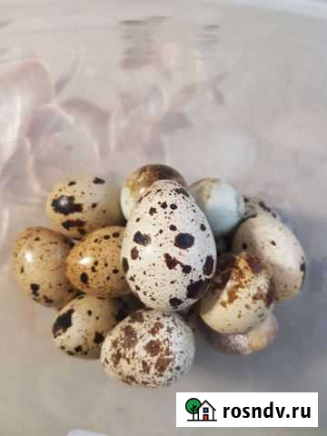 Яйца перепелиные домашние Старая Русса - изображение 1