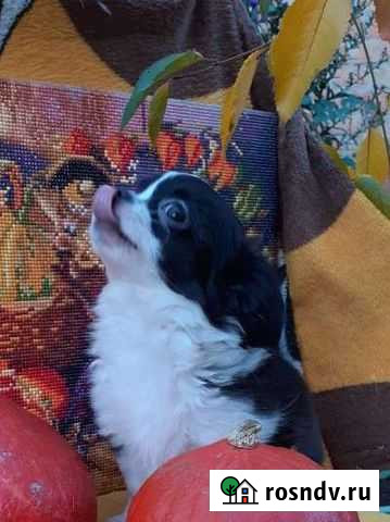 Чихуахуа Ростов-на-Дону - изображение 1