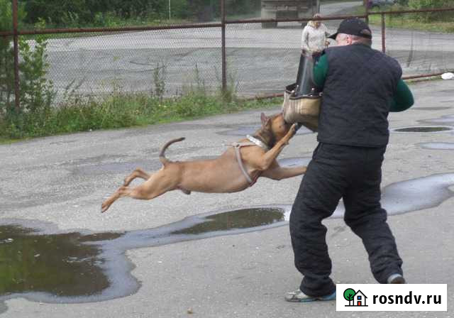 Дрессировка Ревда - изображение 1
