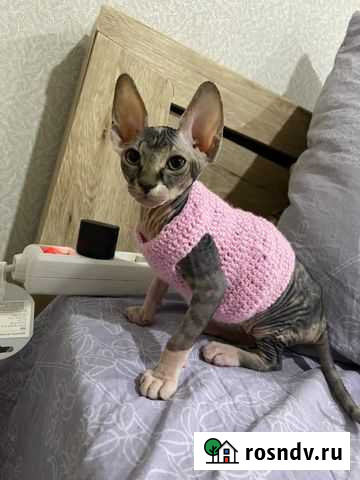 Канадский сфинкс Брянск - изображение 1