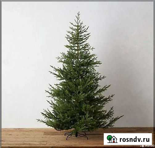 Ель живая Иркутск - изображение 1