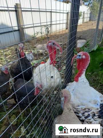 Индюк Вологда - изображение 1