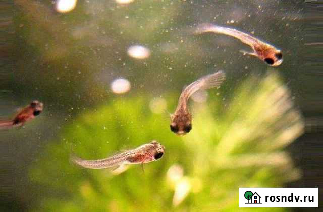 Мальки гуппи Мончегорск - изображение 1