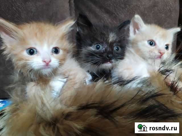 Отдам бесплатно в добрые руки Нижний Тагил - изображение 1