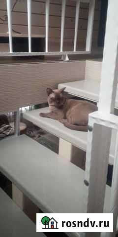 Предлагаю очень красивого кота Новосибирск - изображение 1