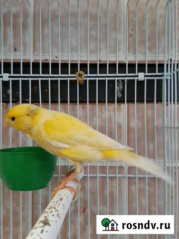 Кенара и канарейки Нижний Новгород - изображение 1