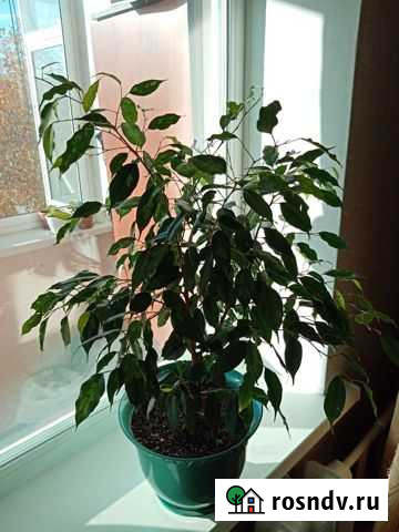 Бенджамина Благовещенск - изображение 1