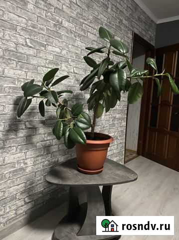 Фикус Оренбург - изображение 1