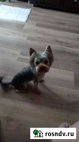 Йоркширский терьер вязка Новокузнецк - изображение 1