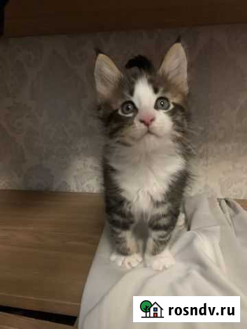Котята мейн-кун Череповец - изображение 1