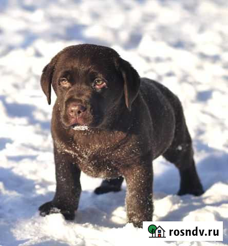 Лабрадор щенки продажа Санкт-Петербург - изображение 1