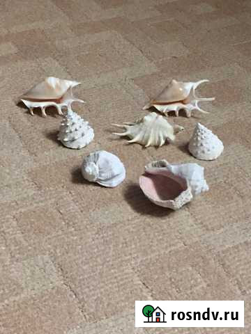 Ракушка Екатеринбург - изображение 1