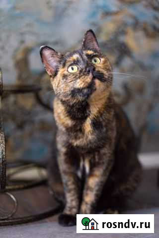 Кошечка Мегги Хабаровск - изображение 1