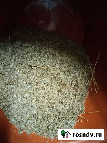 Семя укропа Киров - изображение 1