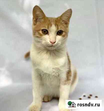 Котяра Краснодар