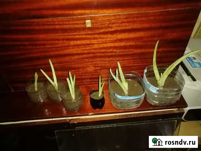 Алоэ вера Бобров - изображение 1