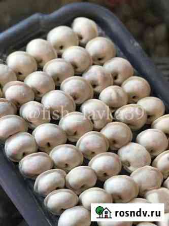 Пельмени / манты Калининград