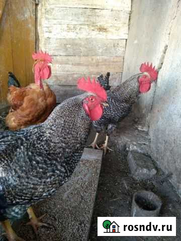Петух Саратов - изображение 1