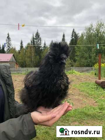 Петухи Ухта - изображение 1