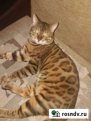 Бенгальская кот вязка Дзержинск - изображение 1