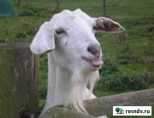 Коза дойная Челябинск - изображение 1