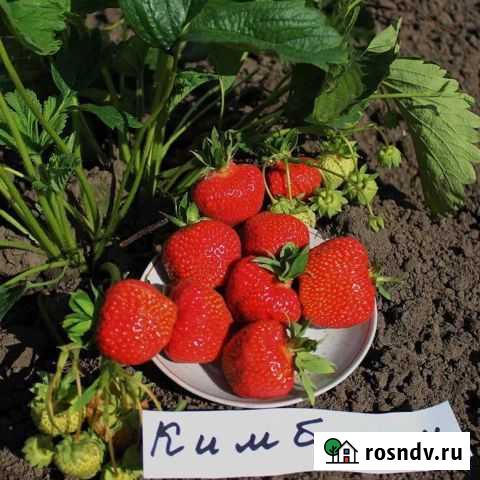 Клубника Тверь - изображение 1