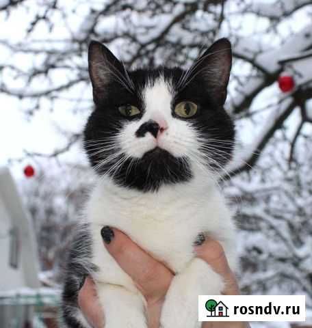 Кошечка Милка Иваново - изображение 1