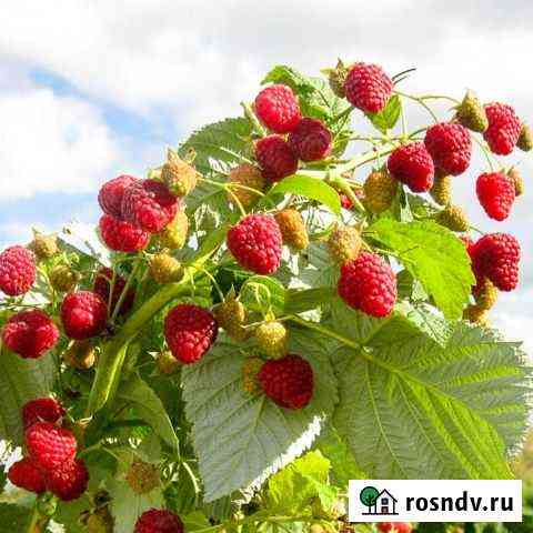 Саженцы ремонтантной малины Курганинск