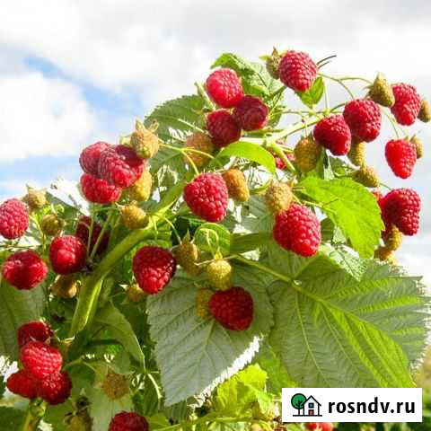 Саженцы ремонтантной малины Курганинск - изображение 1