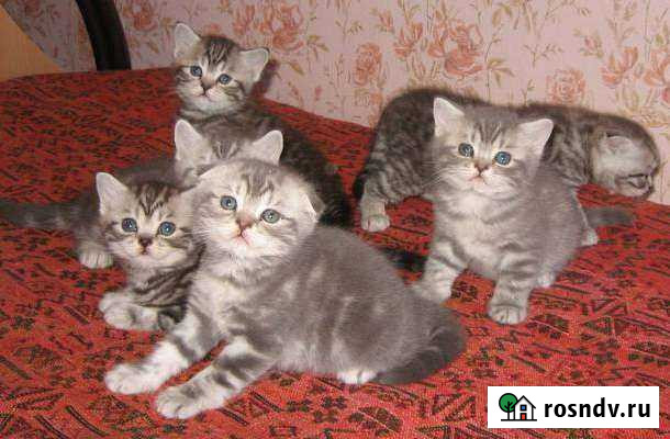 Симба Тверь - изображение 1