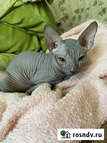 Кошка сфинкс Вышний Волочек - изображение 1