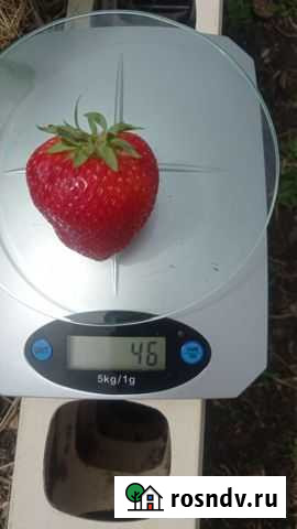 Клубника Лия Сахарная Белгород - изображение 1