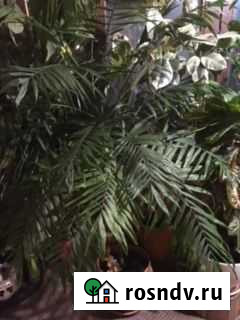 Большие домаш. растен. от 2 м из загород.оранжереи Уфа - изображение 1