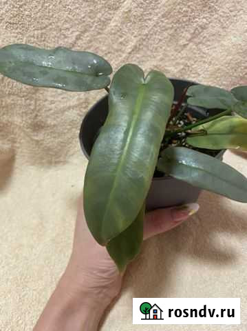 Красивые большие филодендроны Ростов-на-Дону - изображение 1