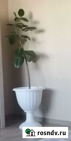 Фикус Улан-Удэ - изображение 1